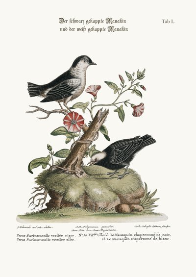 Il Manachino dal cappuccio nero e il Manachino dal cappuccio bianco, 1749-73 da George Edwards